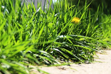 green grass, with yellow dandelion, selective focus. green grass in bright sunlight.