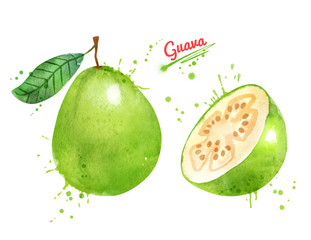 Watercolor illustration of Guava fruit