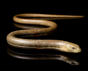 Legless Lizard Reptile Snake on Black Background