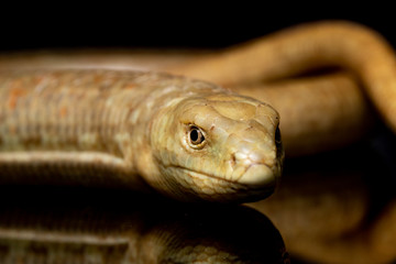 Legless Lizard Reptile Snake on Black Background