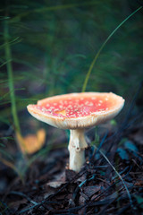 one mushroom fly agaric  in the rain forest