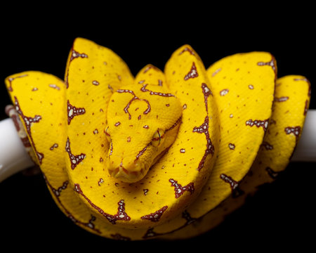 Baby Green Tree Python Boa Snake on branch black background