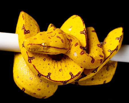 Baby Green Tree Python Boa Snake on branch black background