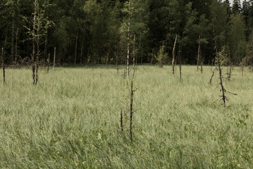 swamp landscape in Russia in summer