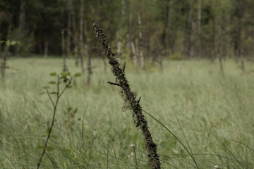 swamp landscape in Russia in summer