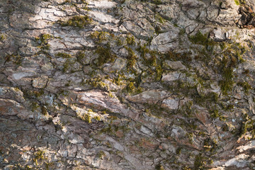 tree bark closeup