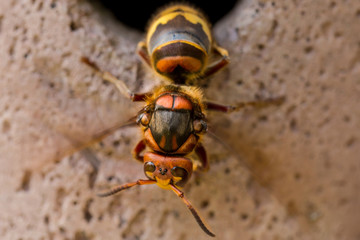 Hornissen Königin im Flugloch