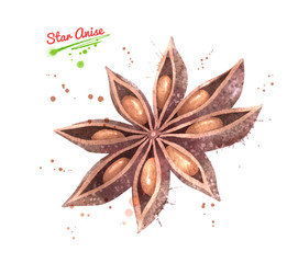 Watercolor hand drawn illustration of Star Anise