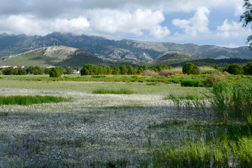 Feuchtgebiet mit Wasserhahnenfuß auf Kos, Griechenland