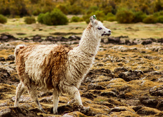 Fototapeta premium Wild Llamas on a grassland in Bolivia South America