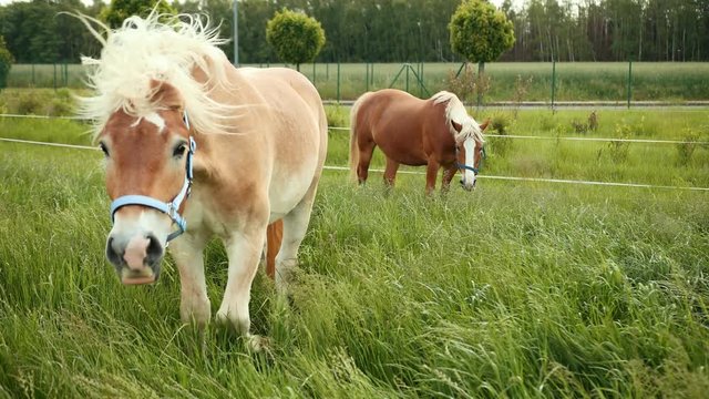 Herd of horses grazing in barred meadow. Brown-groomed horse with blue bridle and bright mane approaches lens of camera, twists its head and shows funny faces, muzzles. Close-up, prores, slow motion