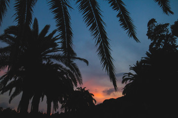 Paisaje de palmeras en atardecer tropical verano