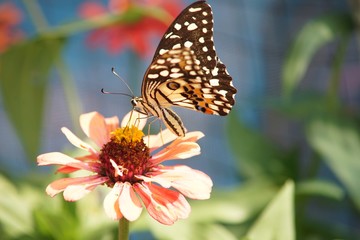 butterfly closeup on flower, nature background