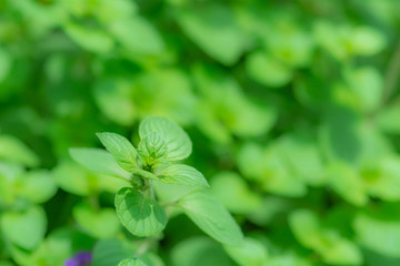 オーデコロンミント © kikisora