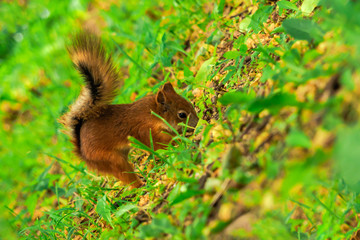 Naklejka na ściany i meble SQUIRREL IN THE FOREST AT COLORFUL green grass background