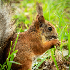 SQUIRREL IN THE FOREST AT COLORFUL green grass background