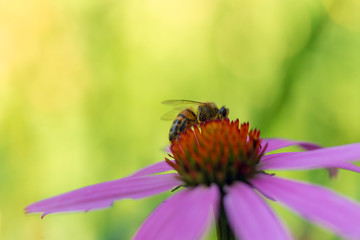 Honey bee on a cone flower in the summer