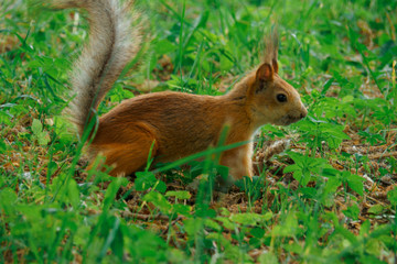 SQUIRREL IN THE FOREST AT COLORFUL green grass background