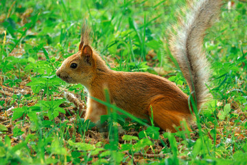 SQUIRREL IN THE FOREST AT COLORFUL green grass background