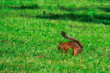SQUIRREL IN THE FOREST AT COLORFUL green grass background