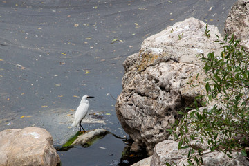 A wild heron sitting peacefully by the water