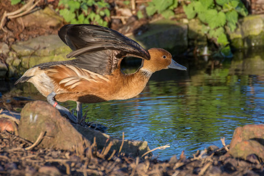 Bird 265
