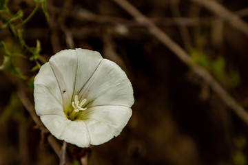 Blooming flower with a small bug along the leaves