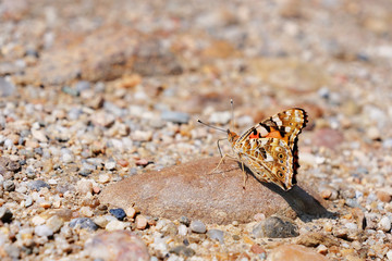 Painted Lady butterfly (Vanessa cardui) showing ventral side pattern while feeding on ground...