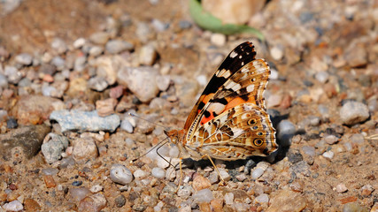 Fototapeta na wymiar Painted Lady butterfly (Vanessa cardui) showing ventral side pattern while feeding on ground minerals