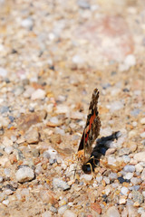 Fototapeta na wymiar Painted Lady butterfly (Vanessa cardui) front view showing its head with its tubelike tongue, called a proboscis while feeding on ground minerals