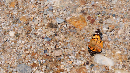 Fototapeta na wymiar Painted Lady butterfly (Vanessa cardui) showing dorsal side pattern while feeding on ground minerals