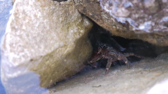 Sea crub in underwater cave. Hiding underwater among stones. Sea animals and wildlife concept.