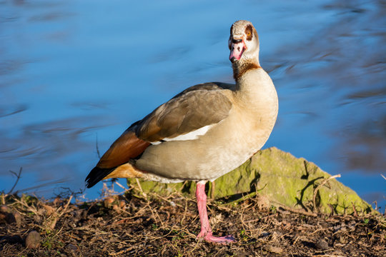 Bird 258