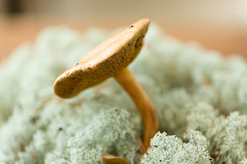 nature and environment concept - suillus bovinus mushroom in reindeer lichen moss