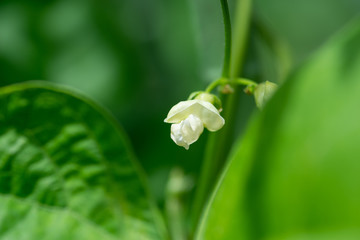 モロッコインゲンの花