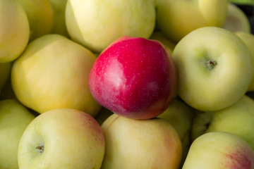 Red apple with yellow and green apples. Background from multi-colored apples.