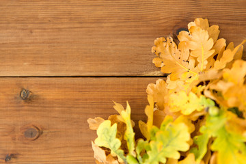nature, botany and plants concept - oak leaves in autumn colors on wooden table
