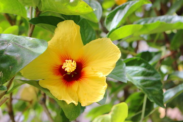 ハワイの代表的な花　黄色いハイビスカス