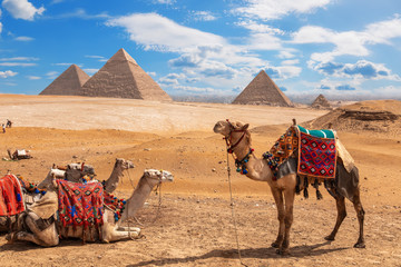 Camels on a halt near the three Pyramids of Giza