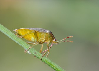 Nezara viridula, commonly known as the southern green stink bug, southern green shield bug or green...