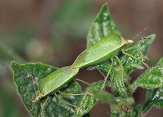 Nezara viridula, commonly known as the southern green stink bug, southern green shield bug or green vegetable bug, Crete 