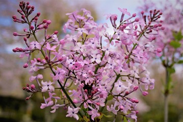 Obraz premium ピンクの花