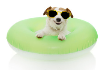 DOG SUMMER GOING ON VACATIONS. JACK RUSSELL INSIDE A INFLATABLE OR GREEN FLOAT POOL WEARING...