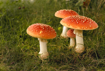Obraz premium Red and white spotted fly agaric mushroom growing in the grass