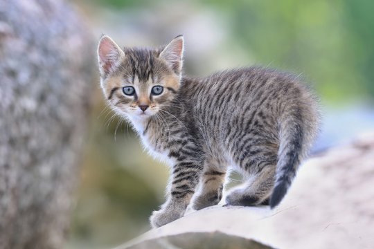 cute little tabby kitten. felis silvestris catus. kitten stands on trunkBlack and white photo.