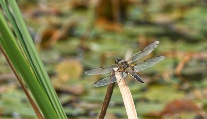 Close up of a Four-spotted Chaser on a reed  Libellula quadrimaculata