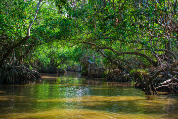 Manglar o mangle es un ecosistema con árboles muy tolerantes a las sales existentes en la zona...