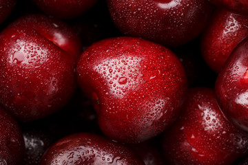 Ripe and fresh berries of a sweet cherry with water drops closeup.