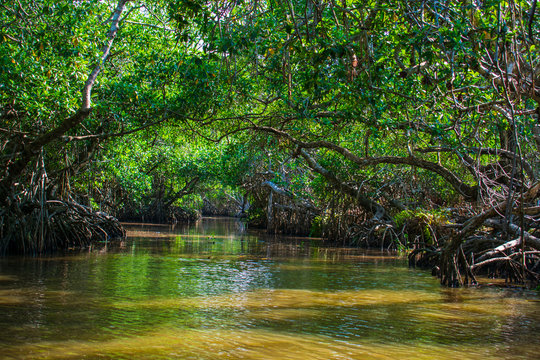 Manglar o mangle es un ecosistema con árboles muy tolerantes a las sales existentes en la zona intermareal cercana a la desembocadura de cursos de agua dulce