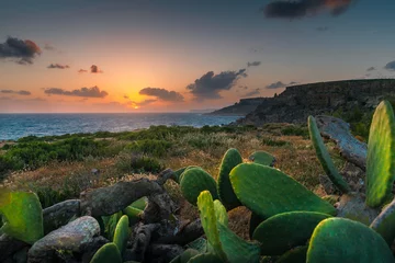 Foto op Canvas Tropical nature. Nature of Malta. © alexugalek
